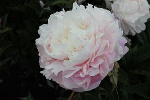 Paeonia Shirley Temple